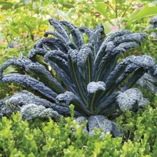 Black Magic Kale Thumbnail